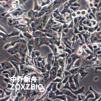 A549/DDP人肺癌顺铂耐药株