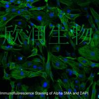 小鼠小肠平滑肌细胞系、永生化小鼠小肠平滑肌细胞
