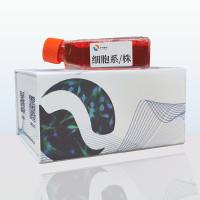 B6y H4小鼠杂交瘤细胞