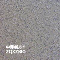 MMSC-bm小鼠骨髓间充质干细胞