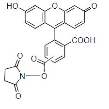6-FAM,SE 6-羧基荧光素琥珀酰亚胺酯 CAS 92557-81-8 货号118