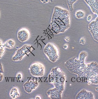 E14.1小鼠胚胎干细胞