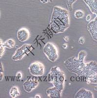 E14.1小鼠胚胎干细胞