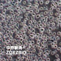 KU812人外周血嗜碱性白血病细胞