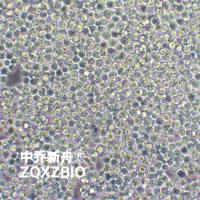 MOLT-4人急性淋巴母细胞白血病细胞