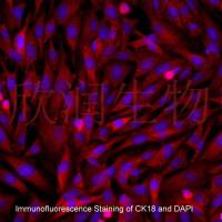 羊小肠上皮细胞系、永生化羊小肠上皮细胞