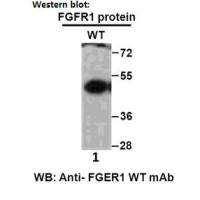 FGFR1 