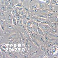 H4人脑神经胶质瘤细胞