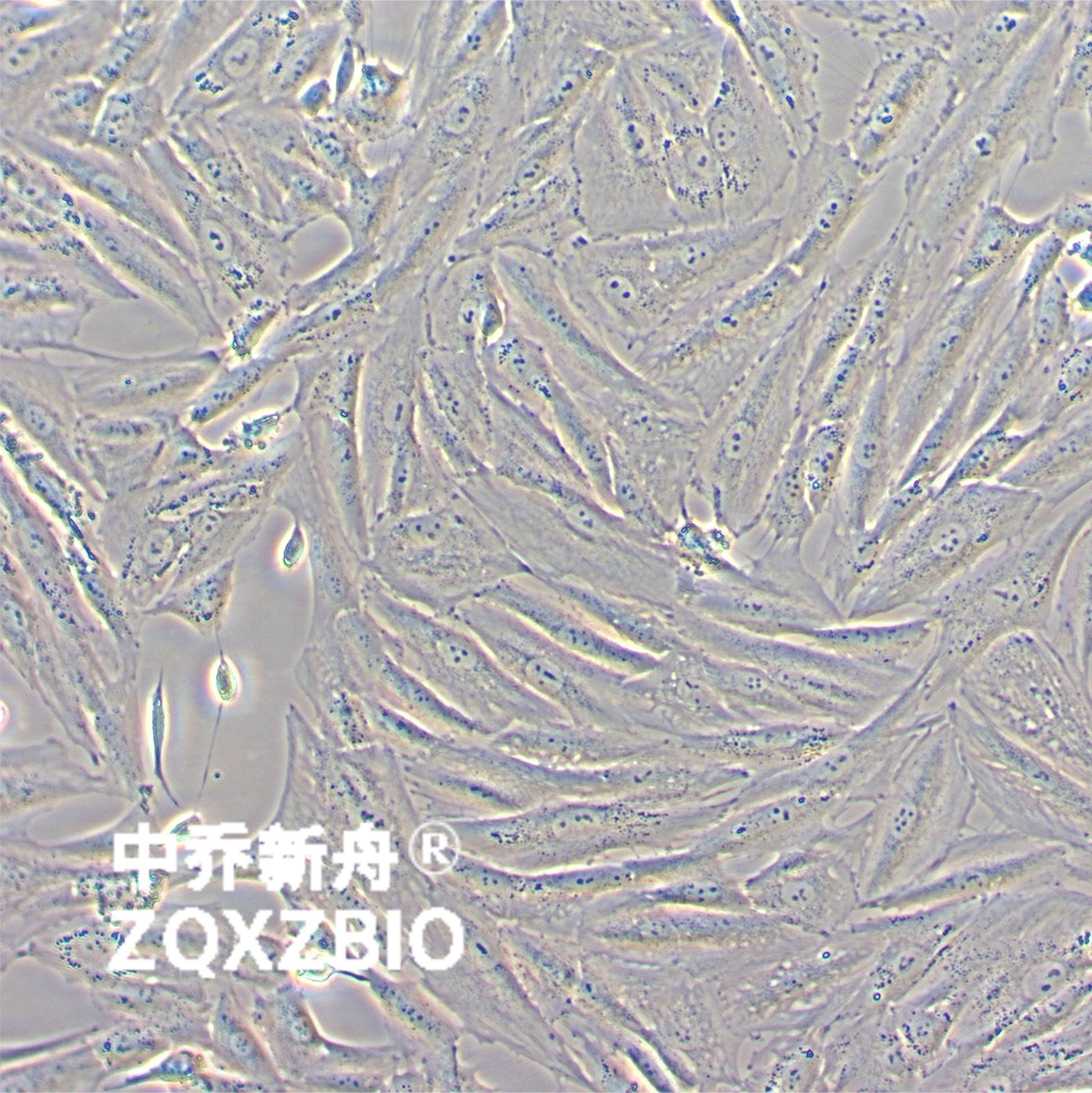 SK-N-SH人神经母细胞瘤细胞