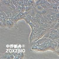 HPAF-II人胰腺癌细胞