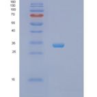 人突触融合蛋白4(STX4)重组蛋白
