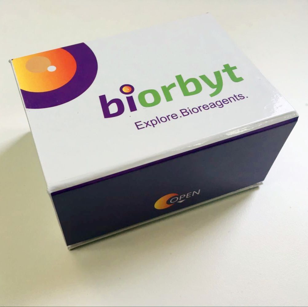 Rat SCF (Stem Cell Factor) CLIA Kit 试剂盒，orb1751647，Biorbyt