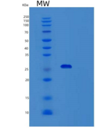 人类固醇合成急性调节蛋白(STAR)重组蛋白