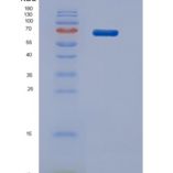 小鼠应激诱导磷蛋白1(STIP1)重组蛋白