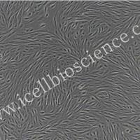 羊肺动脉内皮细胞/免疫荧光鉴定/镜像绮点（Cellverse）