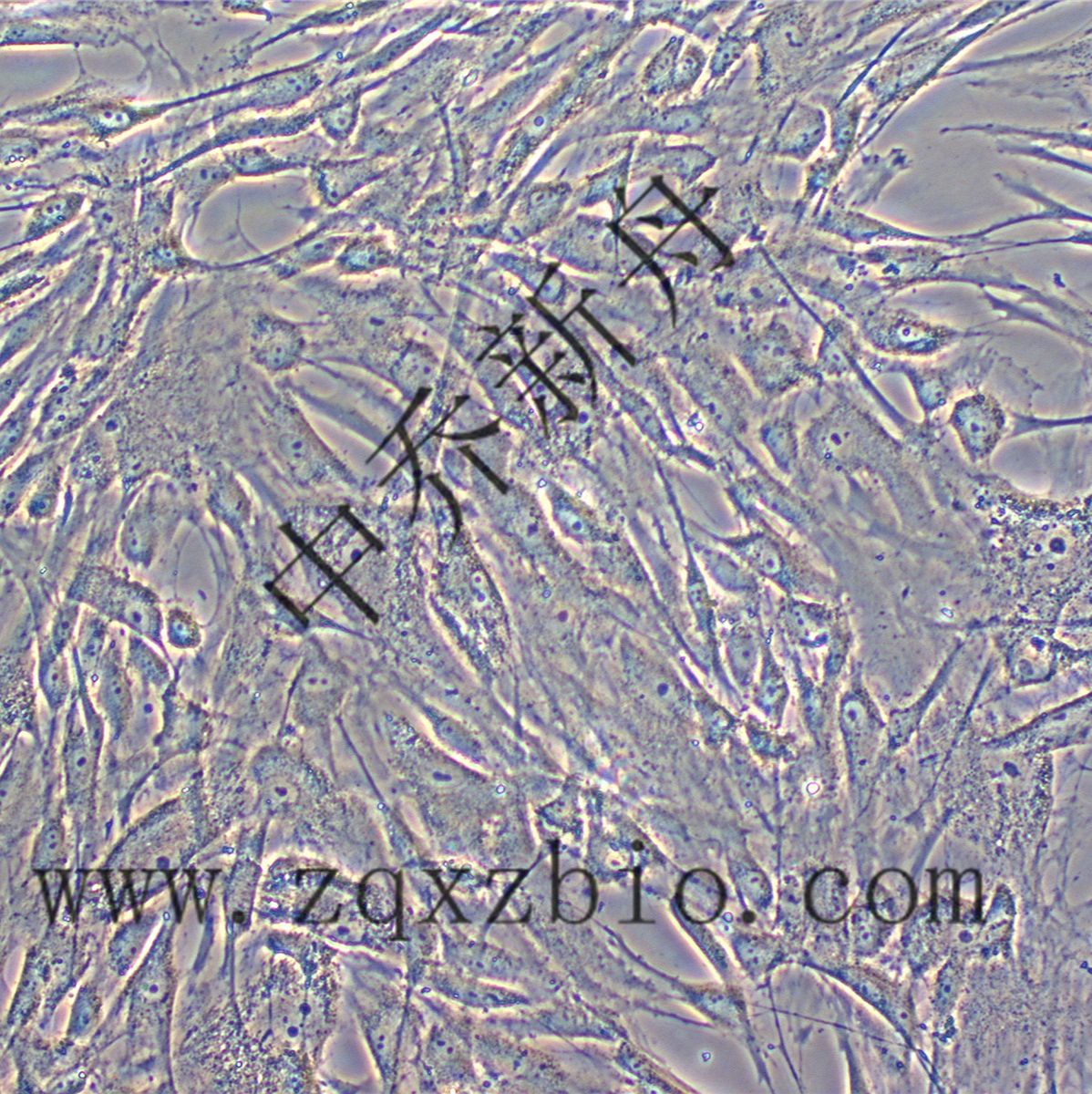 HSF人皮肤成纤维细胞