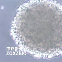 C8166人T细胞性白血病细胞