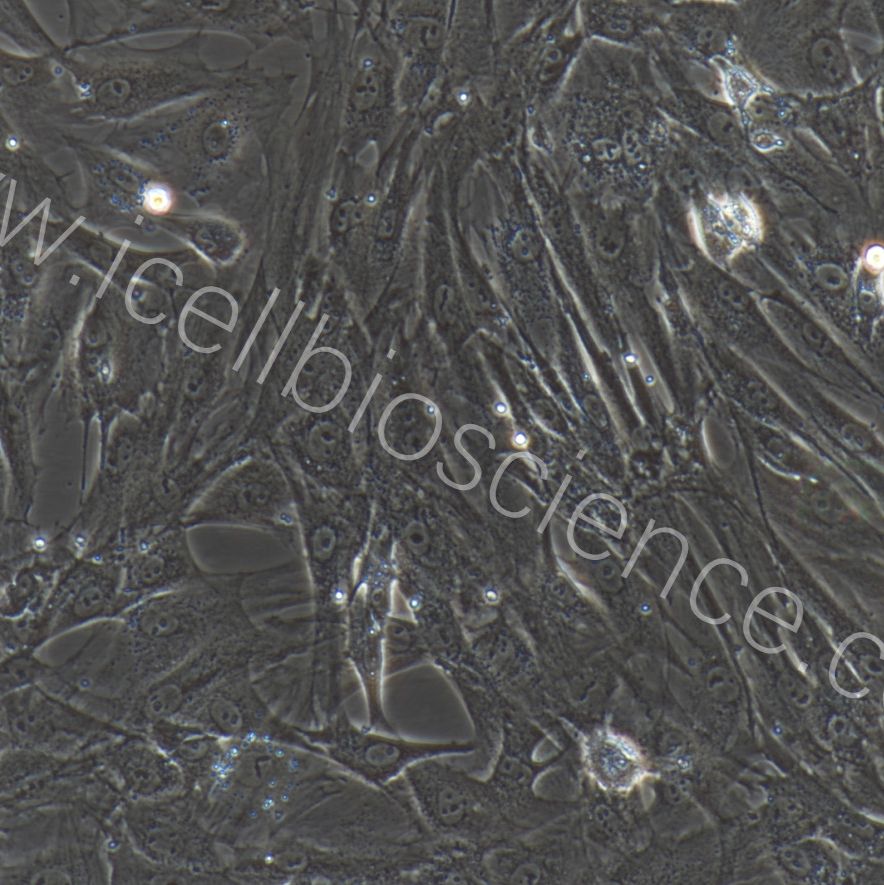 大鼠卵泡膜细胞/免疫荧光鉴定/镜像绮点（Cellverse）
