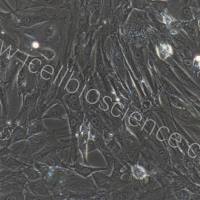 大鼠卵泡膜细胞/免疫荧光鉴定