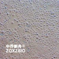 SCC-25人口腔鳞癌细胞