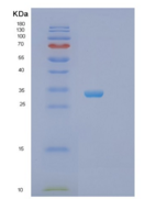 人突触融合蛋白4(STX4)重组蛋白