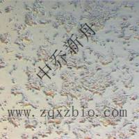 STC-1小鼠小肠内分泌细胞系