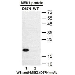 MEK1(D67N)