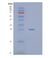 人STXBP6重组蛋白