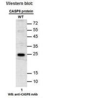 CASP8