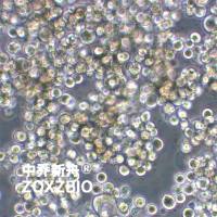 SK-MEL-1人皮肤黑色素瘤细胞