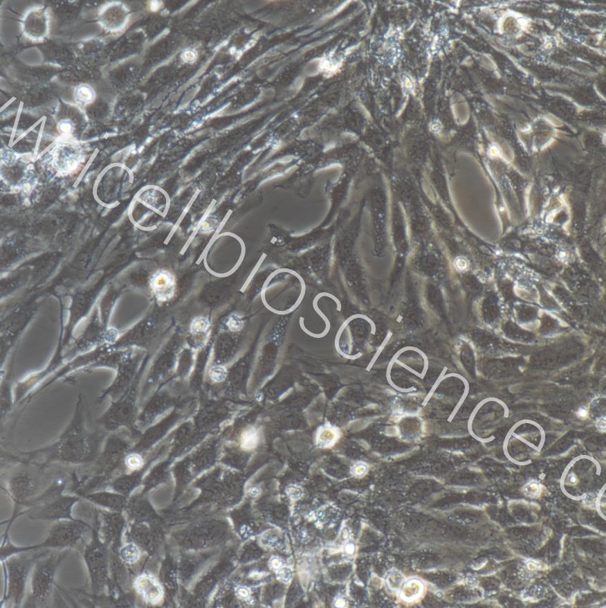 小鼠海绵体内皮细胞/免疫荧光鉴定/镜像绮点（Cellverse）
