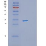 人突触融合蛋白3(STX3)重组蛋白