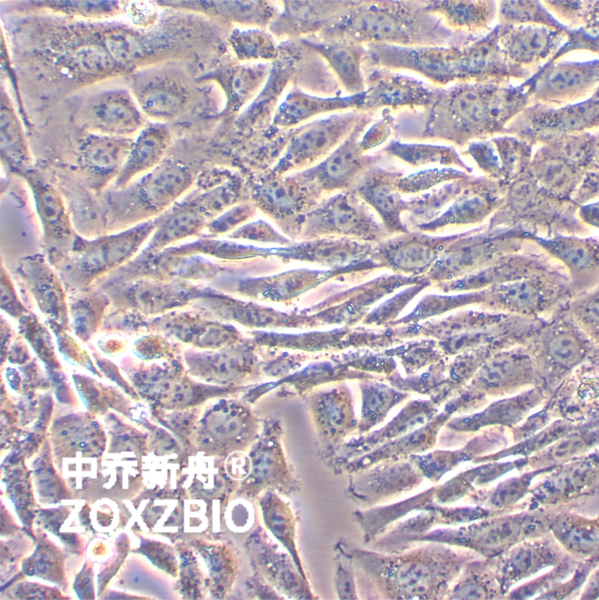 EMT6小鼠乳腺癌细胞