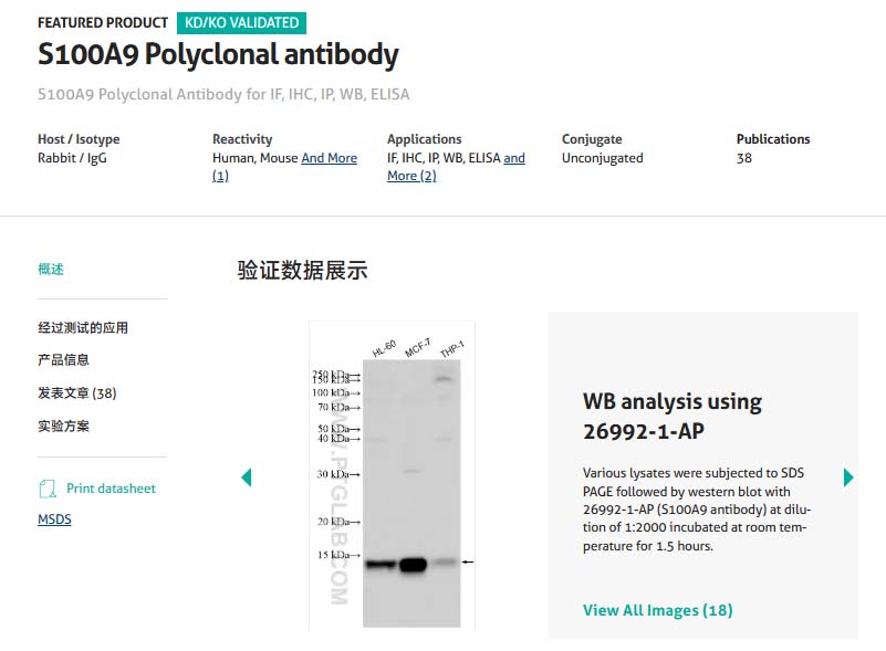 武汉三鹰Proteintech26992-1-AP S100
