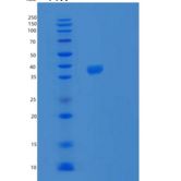 人SPG21重组蛋白