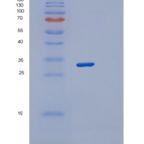 人突触融合蛋白2(STX2)重组蛋白