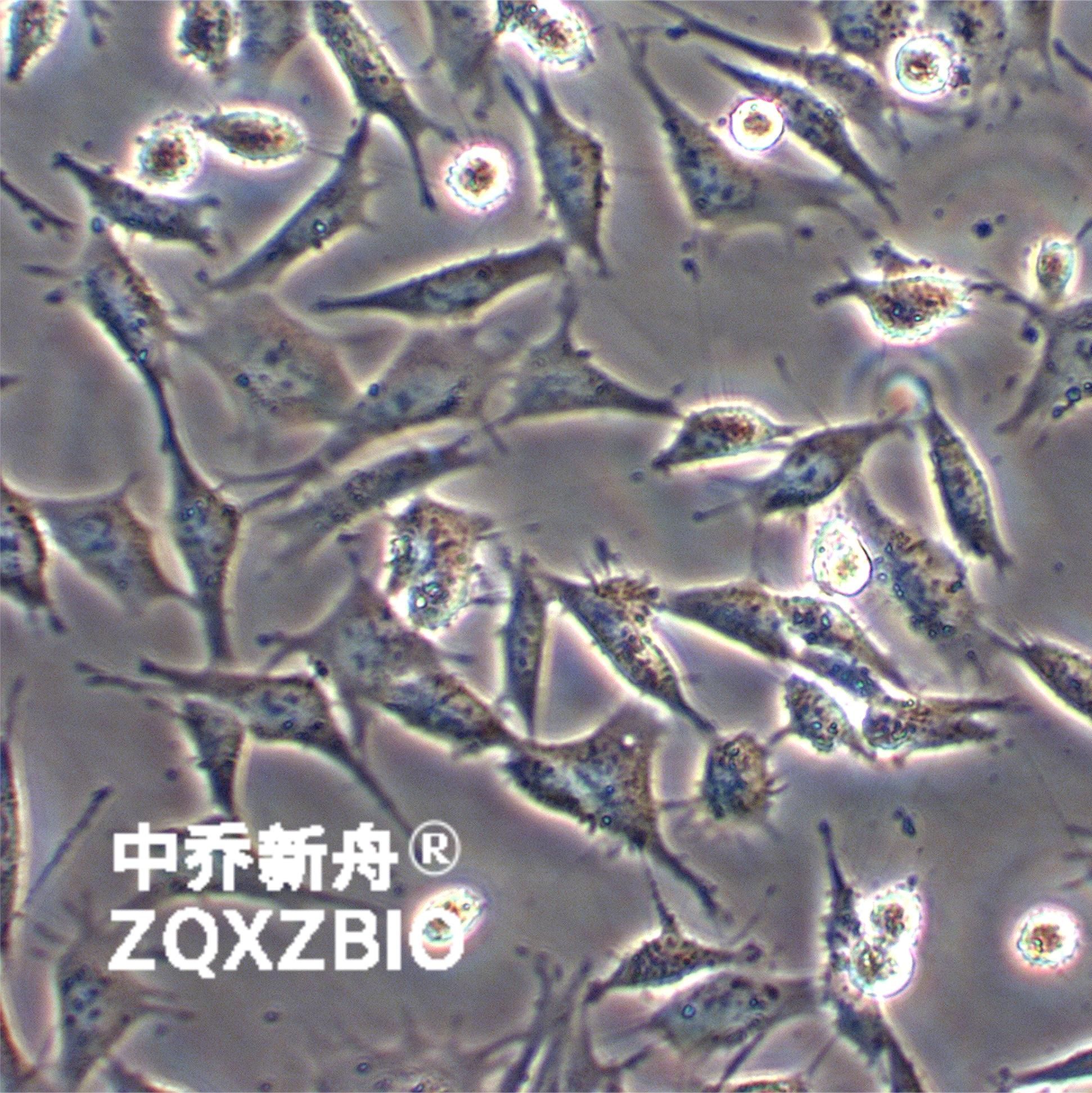 TCMK-1小鼠肾小管上皮细胞