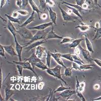 TCMK-1小鼠肾小管上皮细胞