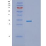 人突触融合蛋白6(STX6)重组蛋白