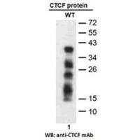 CTCF Monoclonal Antibody