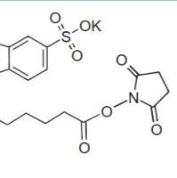 Cy7 双NHS酯