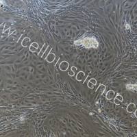 小鼠肠道干细胞/免疫荧光鉴定/镜像绮点（Cellverse）