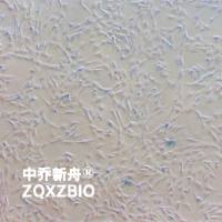 RAMSCs大鼠脂肪间充质干细胞