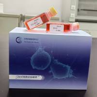 兔前列腺上皮细胞/免疫荧光鉴定/镜像绮点(Cellverse)