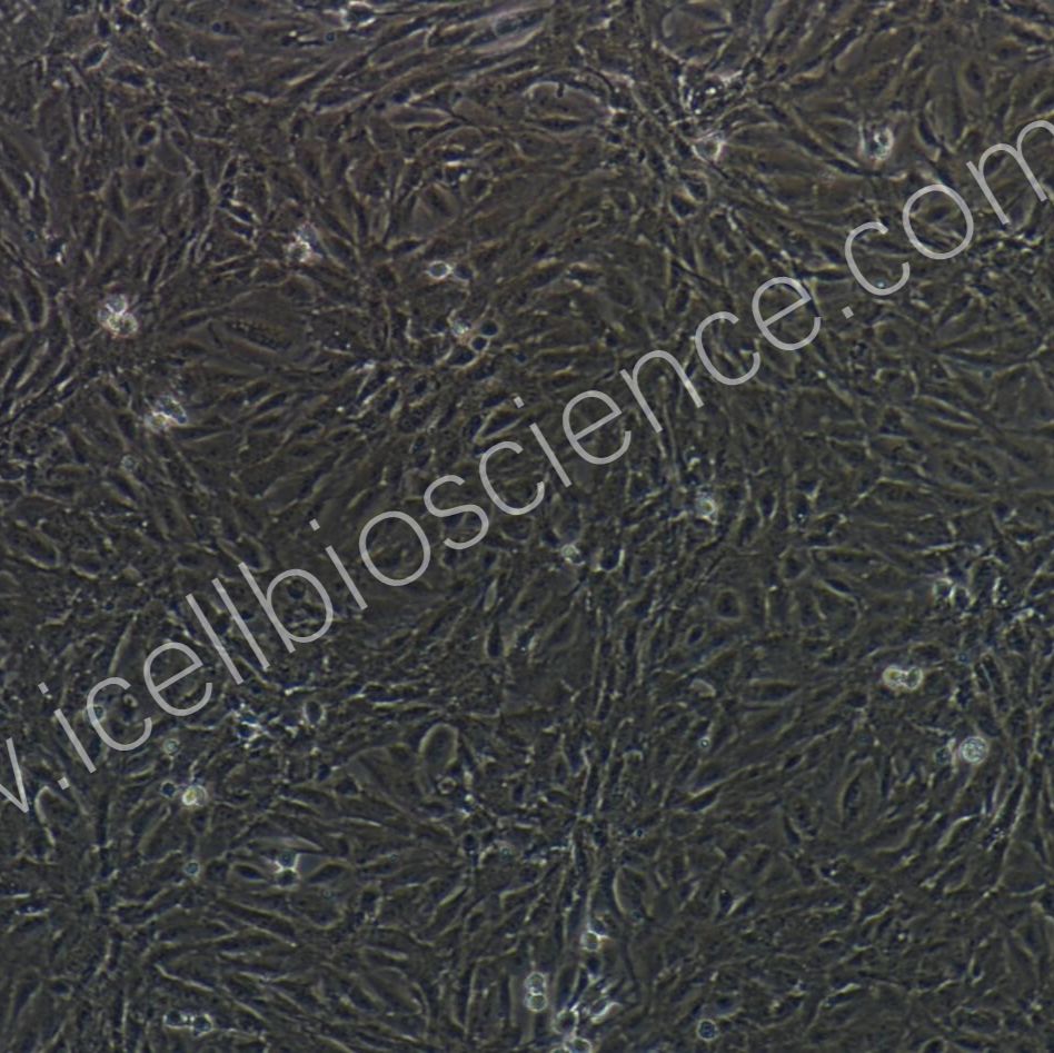 兔支气管上皮细胞/免疫荧光鉴定/镜像绮点（Cellverse）