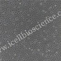 小鼠耳软骨细胞/免疫荧光鉴定/镜像绮点(Cellverse)