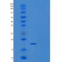 人丝甘蛋白聚糖(SRGN)重组蛋白