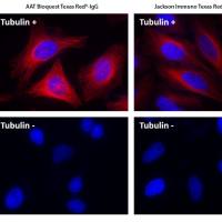 Cy5 NHS酯 CAS 146368-14-1 货号151