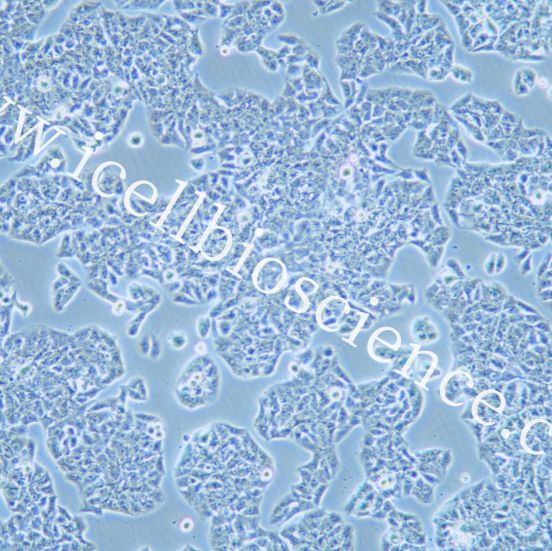 HCC1833 人肺癌腺癌细胞/STR鉴定/镜像绮点（Cellverse）