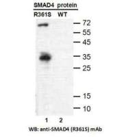 SMAD4(R361S)